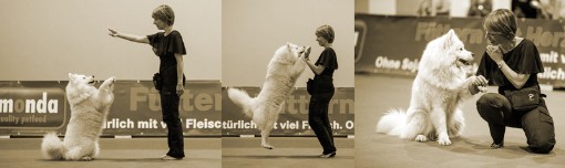 Dogdance-Turnier in Frankfurt
